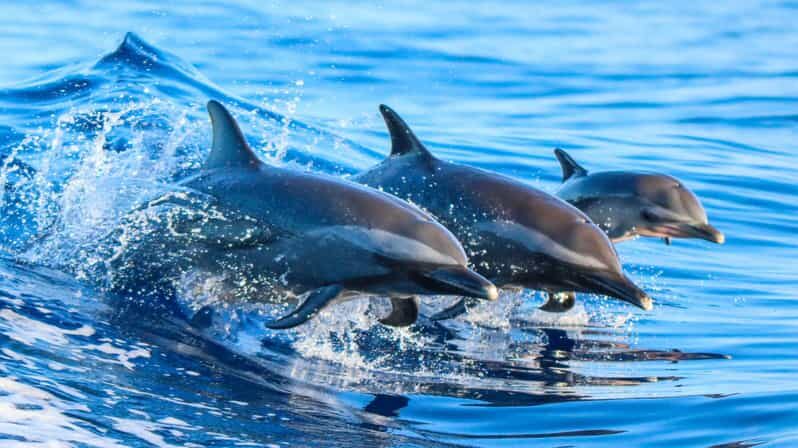 Side: Dolphin Island Boat Trip with Lunch & Unlimited Drinks - Cruise Views Of Side: Temples, Ports, And River Country