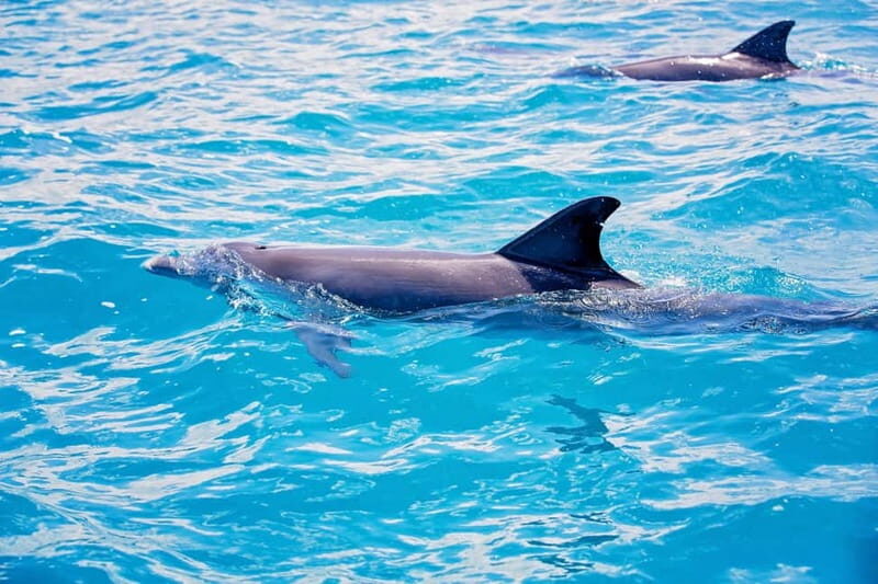 Side: Dolphins Island Cruise with Swimming Stops and Lunch - Swimming stops and snorkel time: make the most of the water