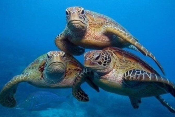"Side: Scuba Diving in the Fascinating Underwater Museum" - Key Highlights I Think You’ll Care About