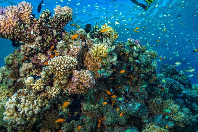 "Side: Scuba Diving in the Fascinating Underwater Museum" - Getting Ready: Briefing, Equipment, and Instructor Support