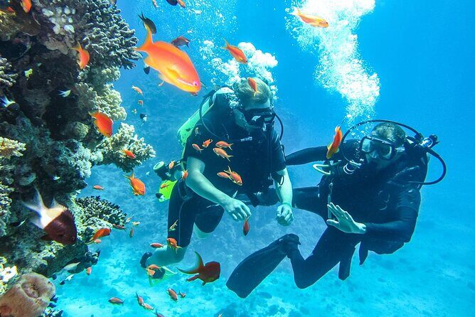 "Side: Scuba Diving in the Fascinating Underwater Museum" - First Underwater Session: Sculptures, Ruins, and Early Wildlife