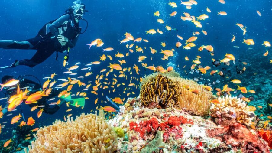 Side: Scuba Diving Tour Journey To The Depths Of The Blue - Getting There in Comfort: Hotel Pickup to the Boat